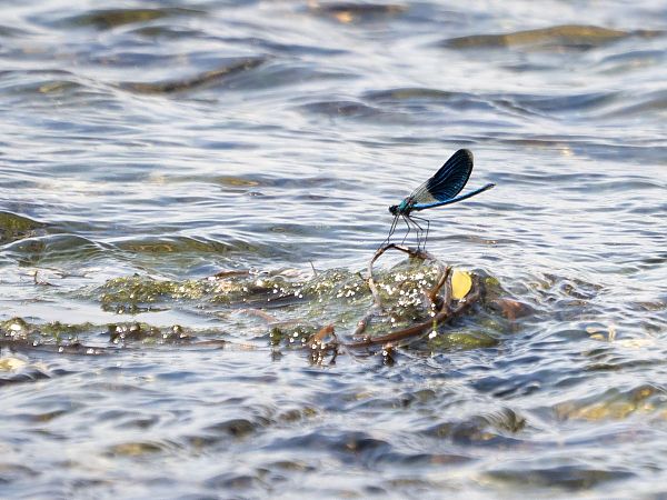 świtezianka błyszcząca  - Katarzyna Matusik