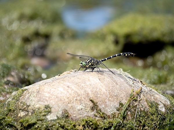 smaglec ogonokleszcz  - Katarzyna Matusik
