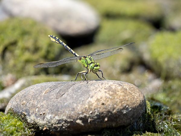 trzepla zielona  - Katarzyna Matusik