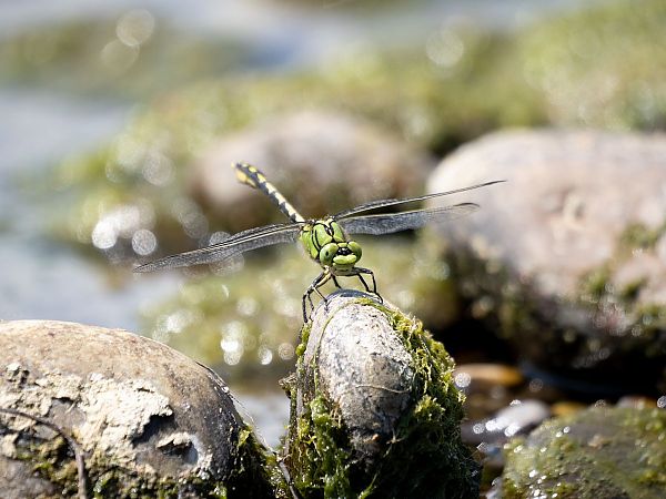 Ophiogomphe serpentin  - Katarzyna Matusik