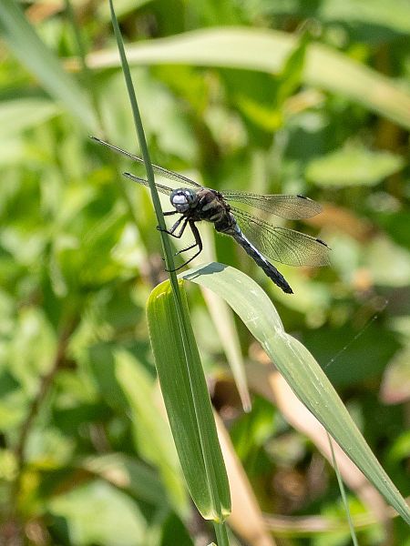 lecicha białoznaczna  - Katarzyna Matusik
