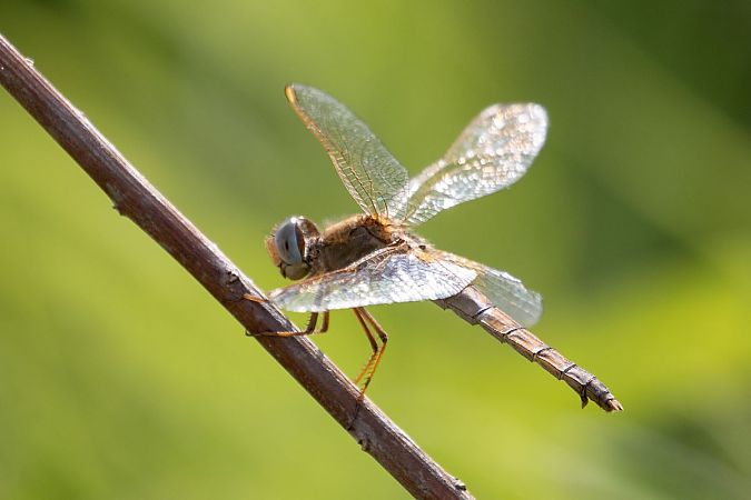 szafranka czerwona  - Katarzyna Matusik