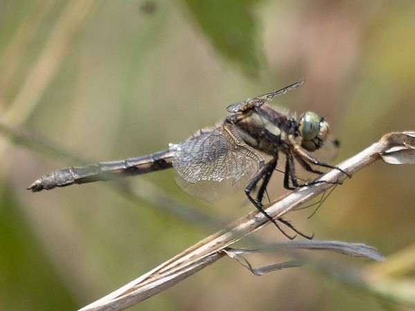 Östlicher Blaupfeil  - Katarzyna Matusik