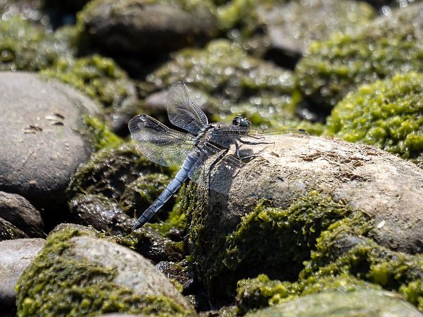 lecicha pospolita  - Katarzyna Matusik