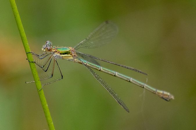 Common Spreadwing  - Katarzyna Matusik