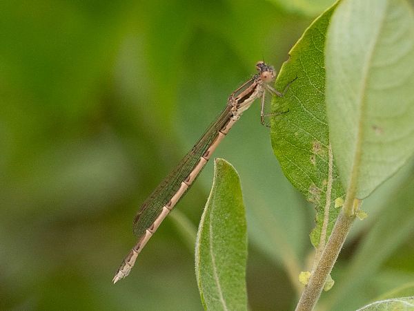 Brunette hivernale  - Katarzyna Matusik