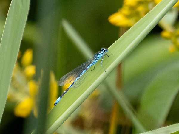 łątka dzieweczka  - Katarzyna Matusik