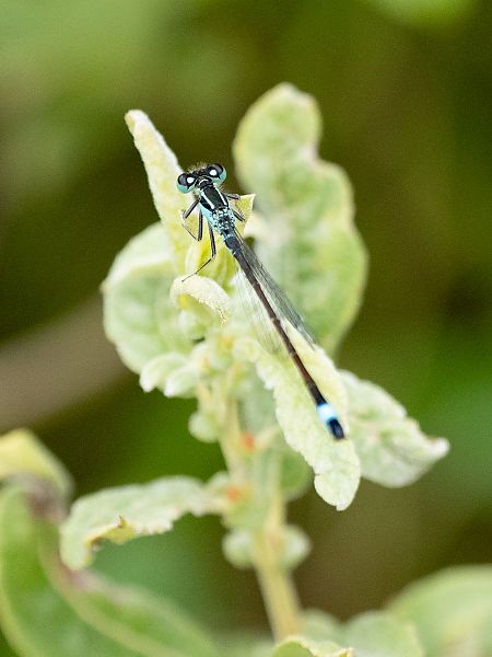 Common Bluetail  - Katarzyna Matusik