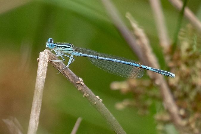 pióronóg zwykły  - Katarzyna Matusik