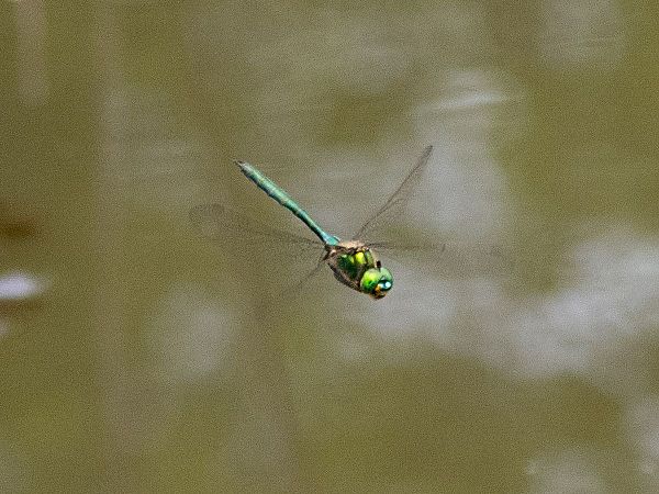 Brilliant Emerald  - Katarzyna Matusik