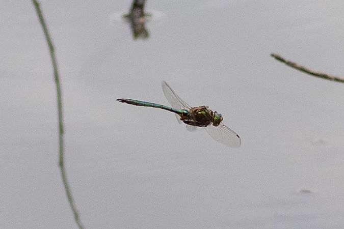 Chlorocordulie métallique  - Katarzyna Matusik