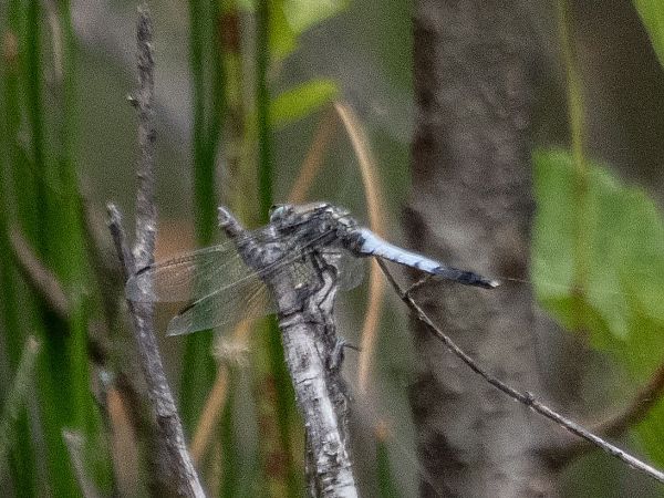 lecicha białoznaczna  - Katarzyna Matusik