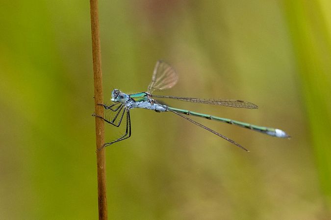 Common Spreadwing  - Katarzyna Matusik