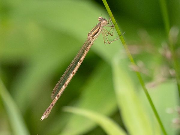 Common Winter Damsel  - Katarzyna Matusik