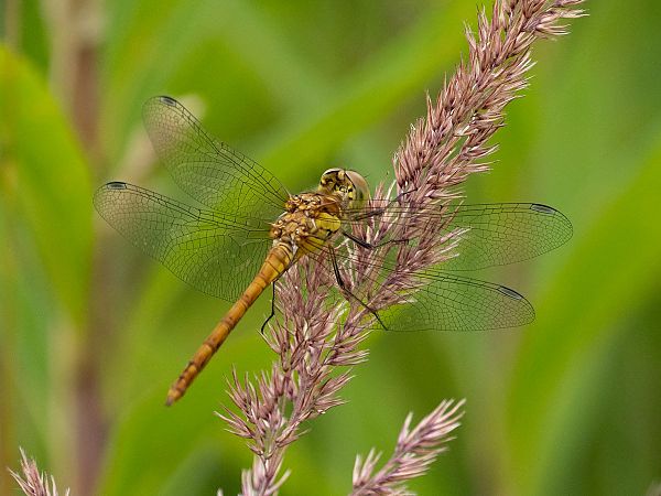 Common Darter  - Katarzyna Matusik