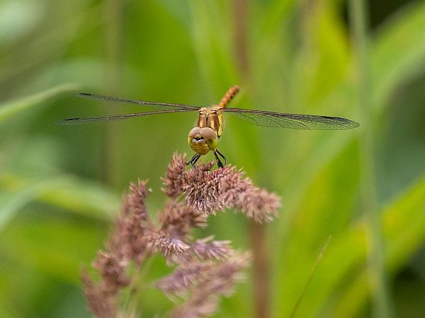 Große Heidelibelle  - Katarzyna Matusik