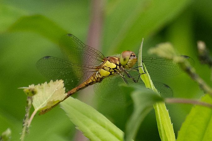 Große Heidelibelle  - Katarzyna Matusik