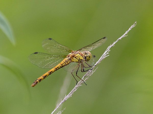 Große Heidelibelle  - Katarzyna Matusik