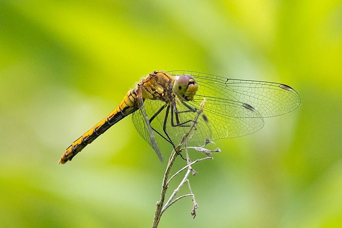 szablak krwisty  - Katarzyna Matusik