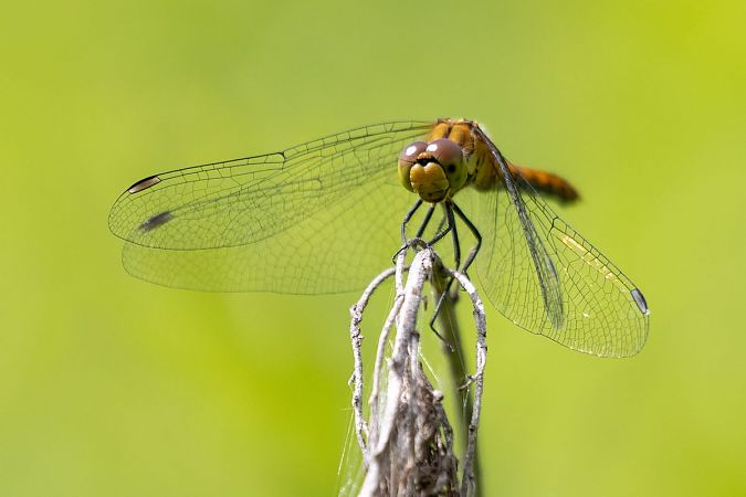 Sympétrum sanguin  - Katarzyna Matusik