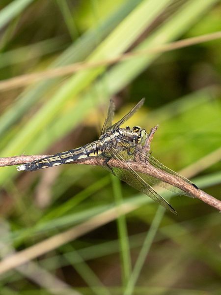 Östlicher Blaupfeil  - Katarzyna Matusik