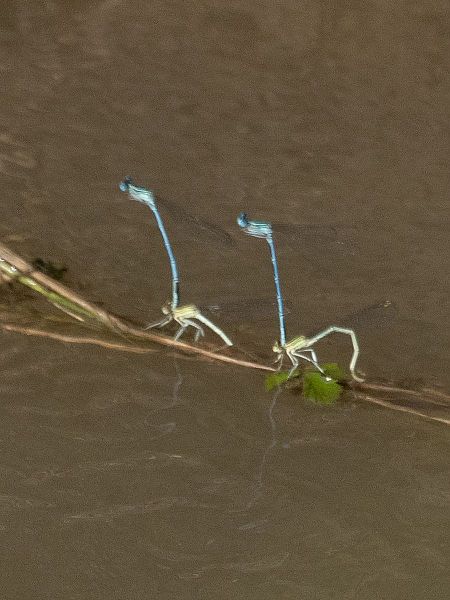 pióronóg zwykły  - Katarzyna Matusik