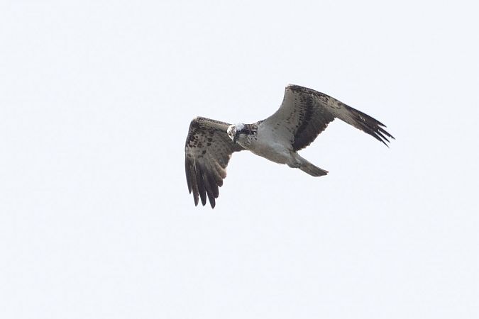 Osprey  - Katarzyna Matusik