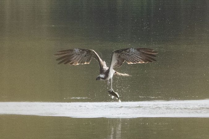 Balbuzard pêcheur  - Katarzyna Matusik