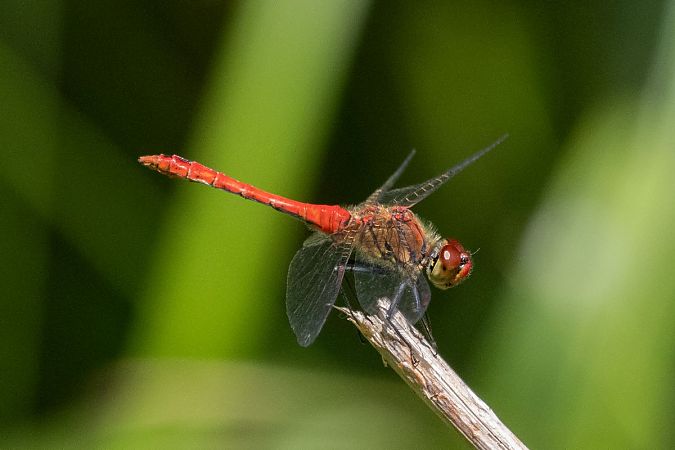 Sympétrum sanguin  - Katarzyna Matusik