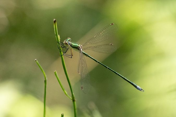 pałątka mała  - Katarzyna Matusik