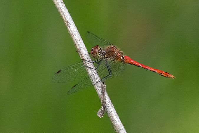 Sympétrum sanguin  - Katarzyna Matusik