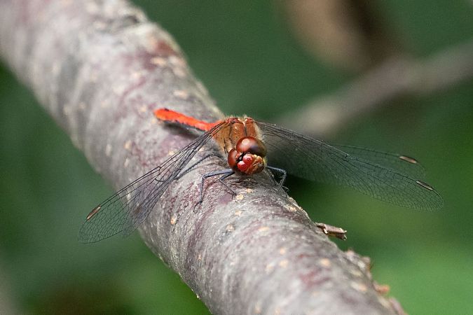 szablak krwisty  - Katarzyna Matusik