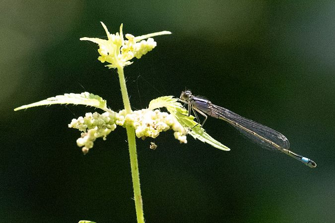 tężnica wytworna  - Katarzyna Matusik