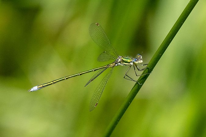Leste verdoyant  - Katarzyna Matusik