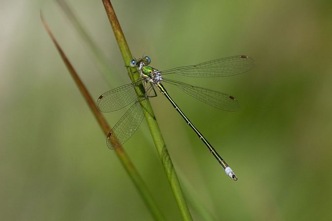 pałątka mała  - Katarzyna Matusik