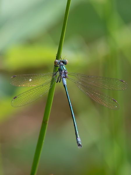 pałątka pospolita  - Katarzyna Matusik