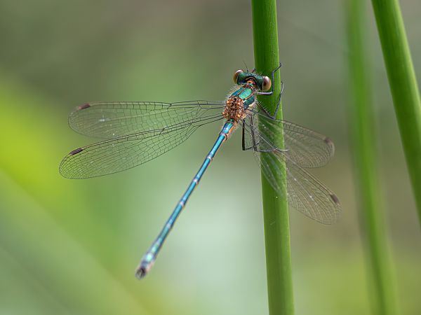pałątka pospolita  - Katarzyna Matusik