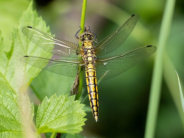 lecicha pospolita  - Katarzyna Matusik