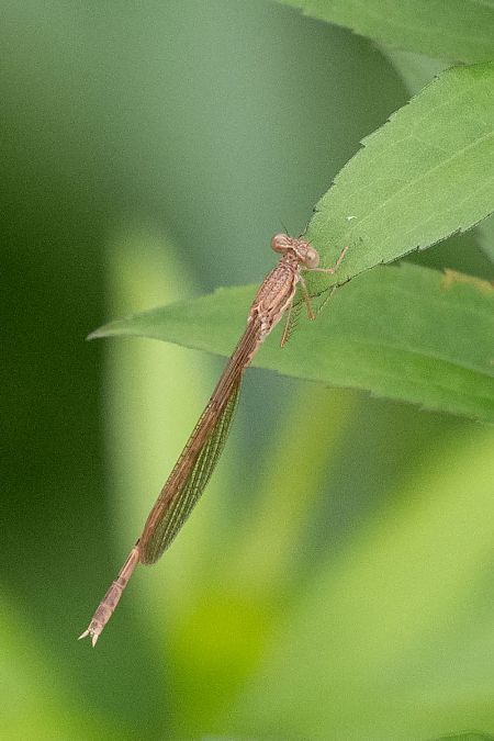 straszka pospolita  - Katarzyna Matusik