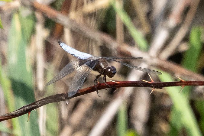 ważka płaskobrzucha  - Katarzyna Matusik