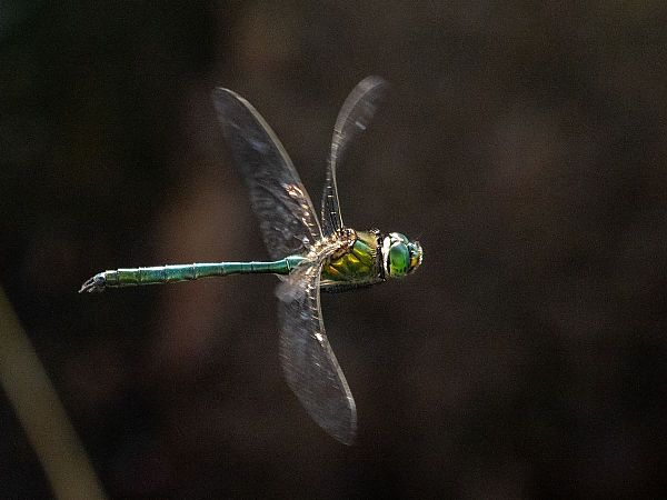 Glänzende Smaragdlibelle  - Katarzyna Matusik