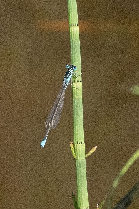 tężnica mała  - Katarzyna Matusik