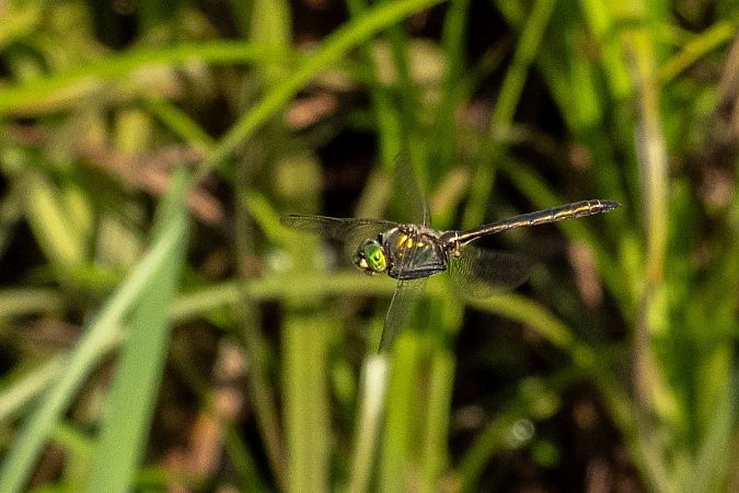 Glänzende Smaragdlibelle  - Katarzyna Matusik
