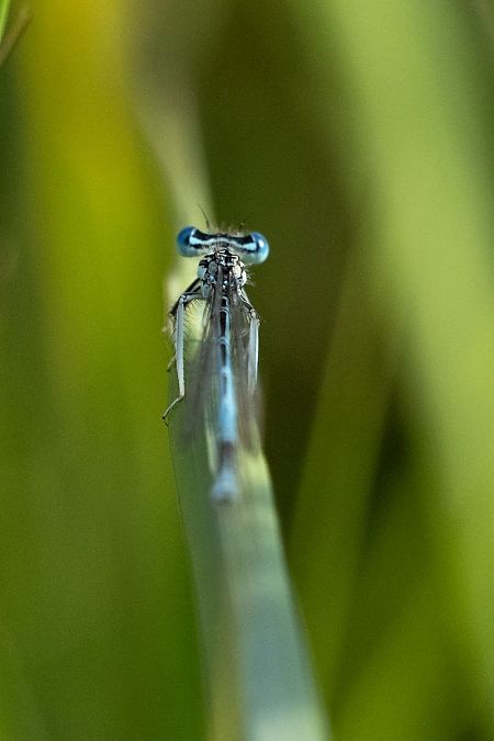 pióronóg zwykły  - Katarzyna Matusik