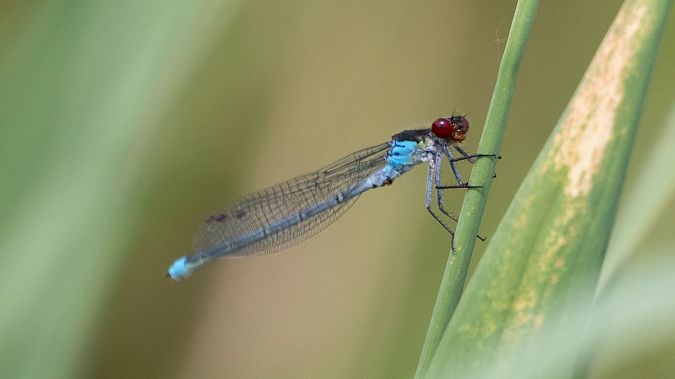 oczobarwnica większa  - Katarzyna Matusik
