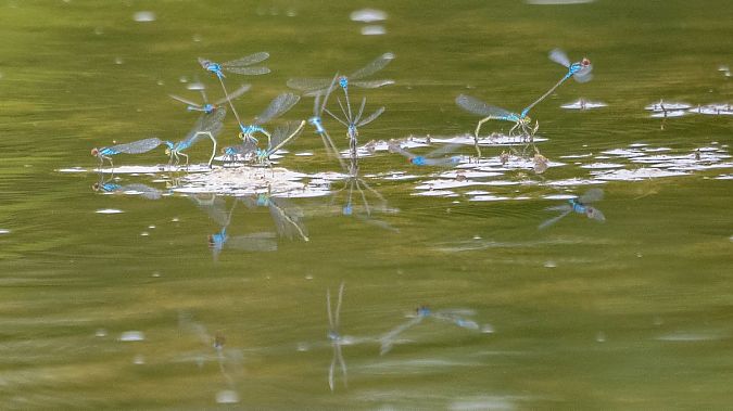 Naïade au corps vert  - Katarzyna Matusik