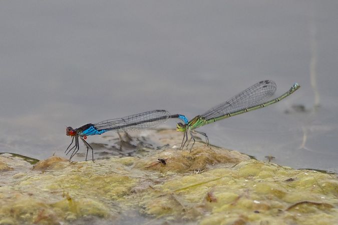 Naïade au corps vert  - Katarzyna Matusik