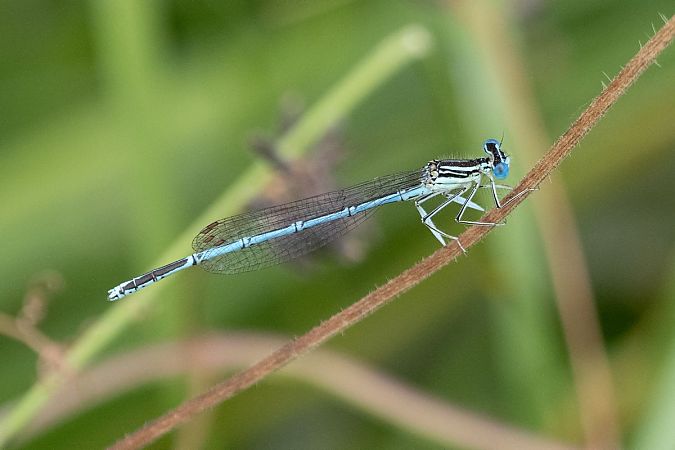 pióronóg zwykły  - Katarzyna Matusik