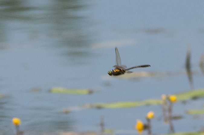 szklarka zielona  - Katarzyna Matusik