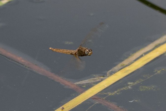 szafranka czerwona  - Katarzyna Matusik